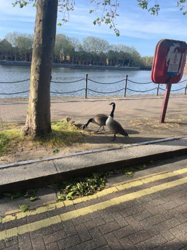 two geese walking on a sidewalk next to a tree at Apartment in Central London Zone 2 in London