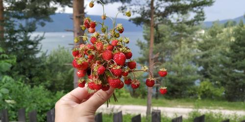 a hand is holding a bunch of strawberries at Къща за гости СИАНА in Dospat