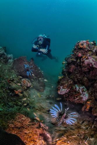 a person in the water next to a coral reef at Divanga Hostel and Diving in Taganga