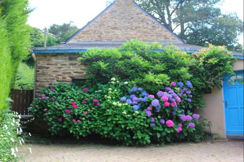 a bush of flowers in front of a building at Le Pilori in Saint-Jacut-les-Pins