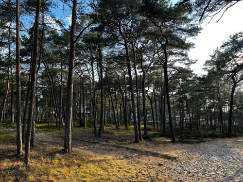 a wooded area with trees and a dirt road at Apartament Szumilas Rowy in Rowy