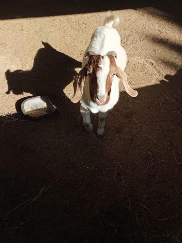 a goat is dressed up in a costume and standing next to a bowl at Pousada Atibaia in Atibaia