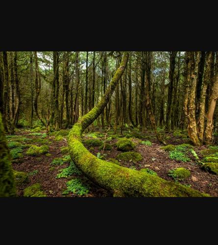 a moss covered forest with a moss covered tree at Ayder Paradise Otel in Ayder Yaylasi