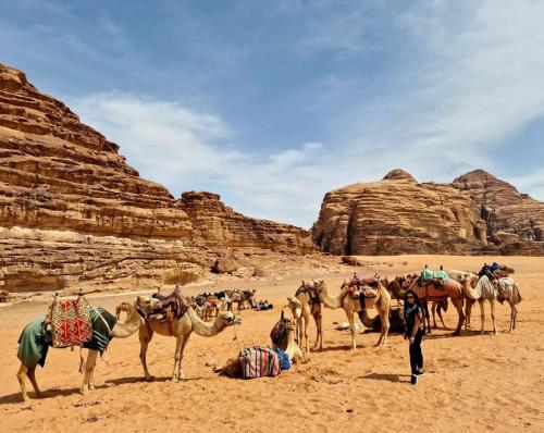 a group of camels standing in the desert at Wadi Rum Aviva camp in Wadi Rum