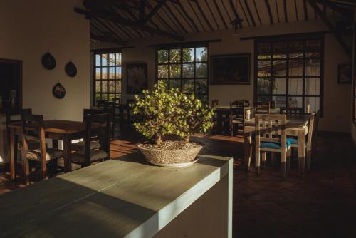 a dining room with a potted plant on a table at Hotel Finca Buenos Aires Barichara in Barichara