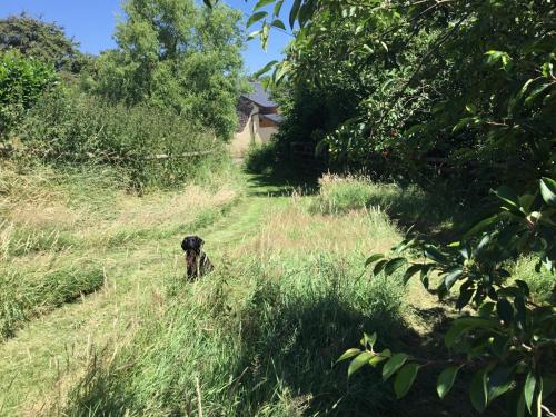 a dog sitting in the grass in a field at Quoit X Barn in Tiverton
