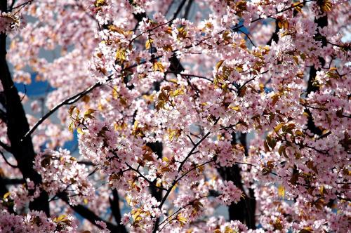 a tree filled with pink cherry blossoms at LUCENT in Toyohira