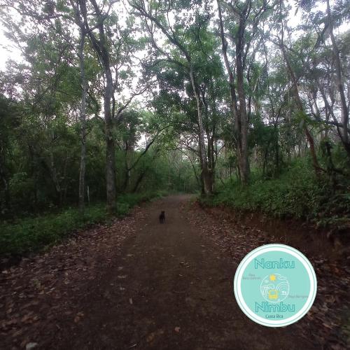 a dog walking down a dirt road with trees at Nanku Nimbu Casa-Bus equipada cerca de playas in Sámara