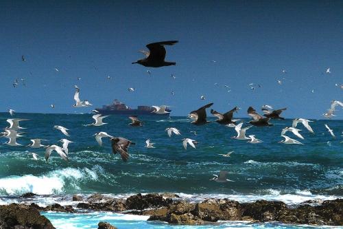 a flock of birds flying over the ocean at Panamericana Hotel Arica in Arica