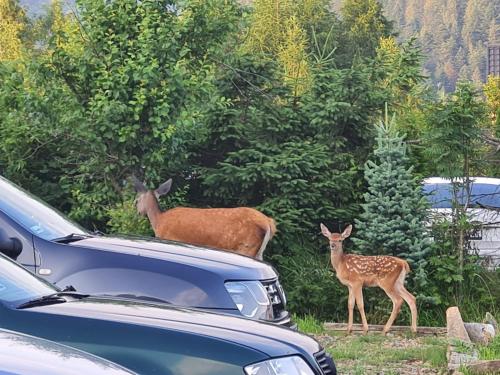 a deer and a baby deer standing next to a car at Zakątek Włóczykija in Cisna