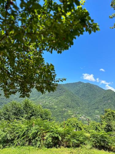 a view of a mountain range with green trees at Agro Guest House Tsiskari in Machakhela in Khelvach'auri