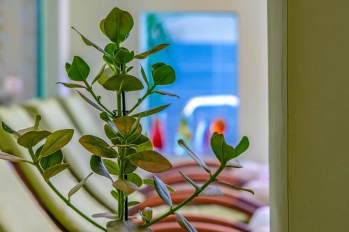 a green plant in a vase next to a mirror at Hotel Alpenblick Kreischberg in Sankt Lorenzen ob Murau