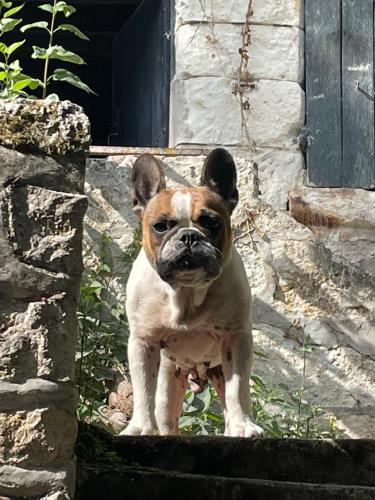 a brown and white dog standing in front of a door at LA VILLA JEANNE in Bourré
