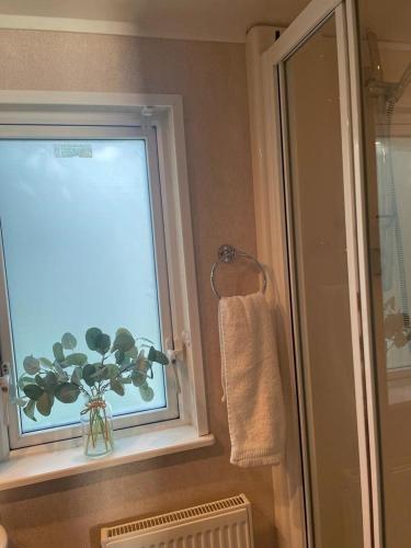 a bathroom with a window with a plant in a vase at Percy Wood Lodges with Hot Tubs in Swarland