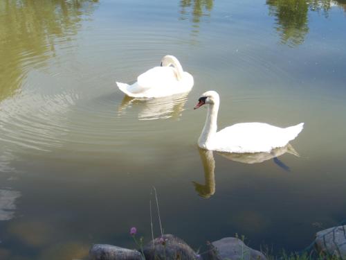 Animales en el hotel o alrededores