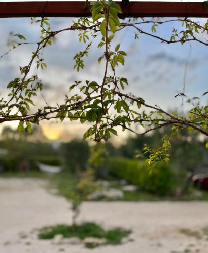 a close up of a tree branch with leaves at L'antico Trullo - Masseria Chiancarella in Fasano