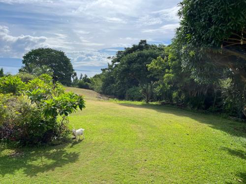 um cordeiro branco parado num campo de relva em Camping car room 