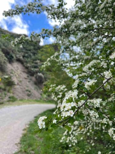 a tree with white flowers on the side of a road at El Hoyaco in Los Espejos de la Reina
