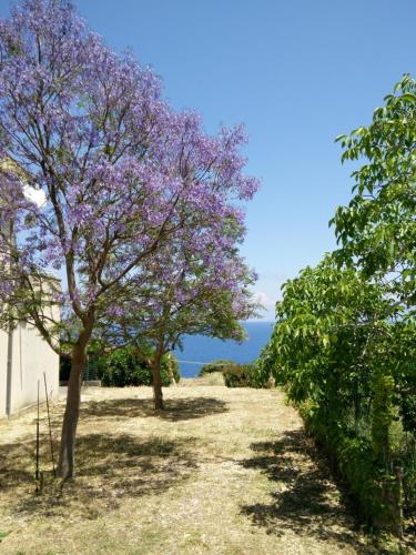 two trees with purple flowers on the side of a road at Bellavista Apartments in Scopello