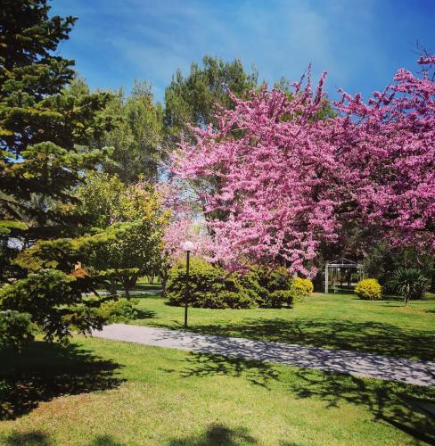 Zahrada ubytování Green Park Divjake