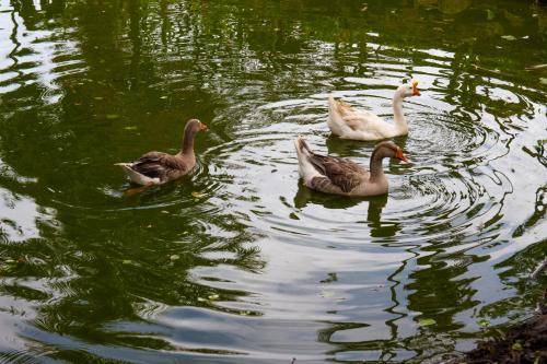 three ducks swimming in the water on a pond at CASA DEL ÁRBOL, Romántico, Piscina, en Chinauta, el mejor clima in El Michú