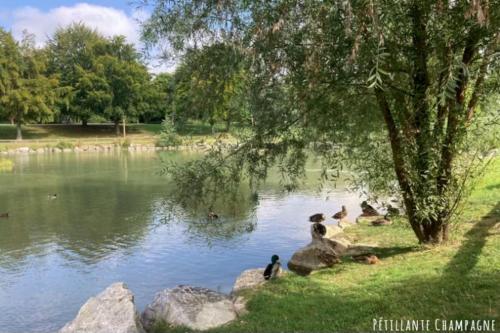 ランスにあるStudio-Champagne Lanson-Proche Hôpitaux-Universités-Parc Léo Lagrangeの池の近くの岩の上に止まっている鳥の群れ