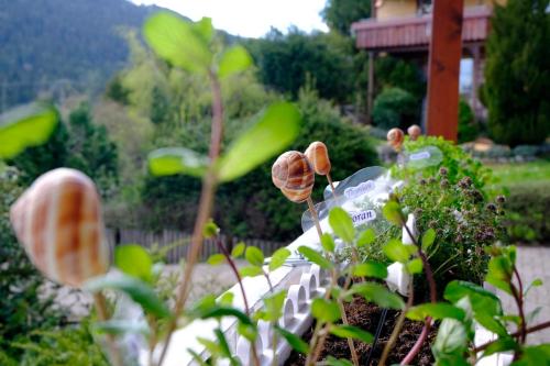 a plant with green leaves in a garden at SchwarzWild - Ferienwohnung und Ferienzimmer in Baiersbronn