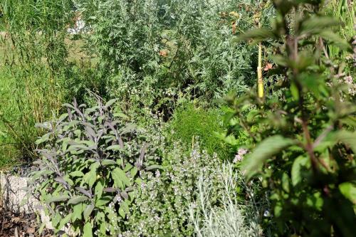 a garden with lots of green plants and weeds at SchwarzWild - Ferienwohnung und Ferienzimmer in Baiersbronn