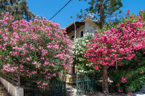 Foto dalla galleria di Hara Studios a Laganas