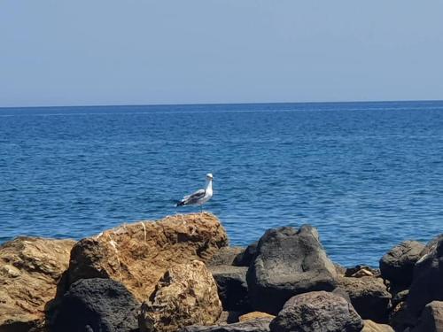 a bird standing on some rocks by the water at Rodothea and Adams on the Beach, Santorini in Monolithos