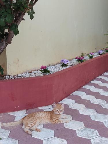 Gallery image of Hotel Takis in Áyios Yeóryios