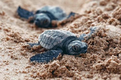 a green sea turtle laying in the sand at Villa Star of the Sea in Barra de Navidad
