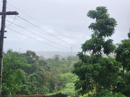 ein Baum inmitten eines Waldes voller Bäume in der Unterkunft Home Away from Home in Suva
