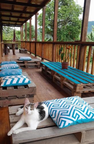 a cat laying on a wooden bench on a patio at The Temple I, Mindo in Mindo