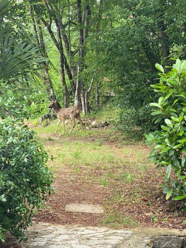 a deer walking down a path in the woods at Apartmani Dvojak Njivice in Njivice