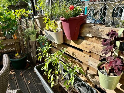 a group of potted plants on a wooden fence at Das Hostel Rijeka in Rijeka