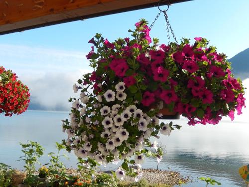 a hanging basket of flowers with a view of the water at Haus Seehof in Sankt Gilgen