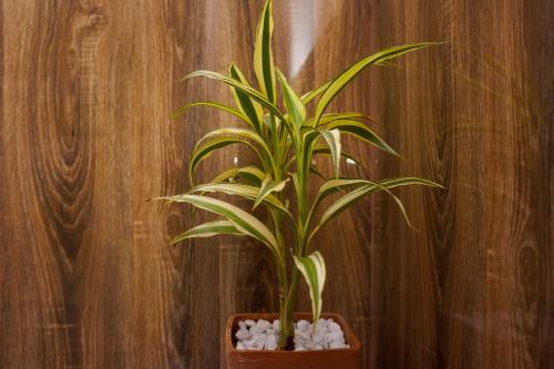 a bamboo plant in a brown pot with white rocks at Flash Rock Villa in Sigiriya