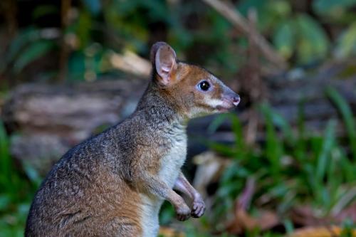 a squirrel is standing on its hind legs at Chambers Wildlife Rainforest Lodges in Lake Eacham