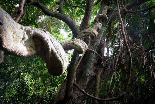 a large tree with many branches and leaves at Chambers Wildlife Rainforest Lodges in Lake Eacham