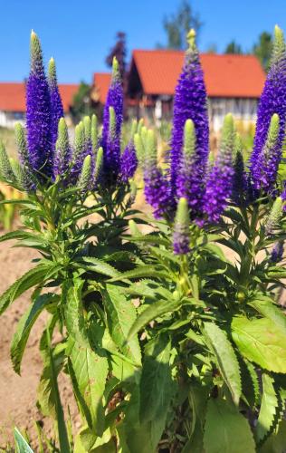 Lawendowy Zakątek Machowino- Domek Beate