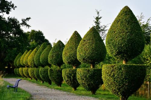 a row of bushes in a garden with a bench at Manoir de Malfarat in Charlieu