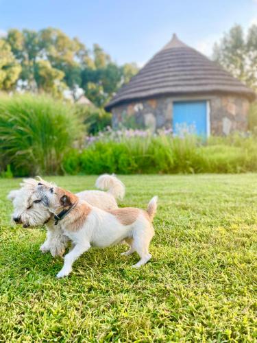two dogs standing in the grass in a yard at Is Cheas wine farm boutique hotel in San Vero Milis