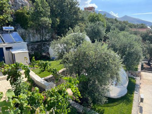 un jardín al aire libre con olivos y arbustos en La Perle Palase, en Palasë