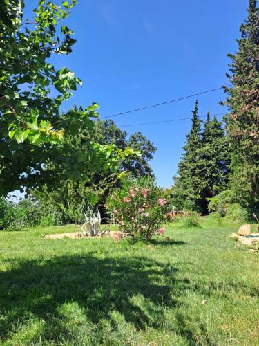 a lawn with a tree and flowers in the grass at Les Deux Tilleuls in Sablet