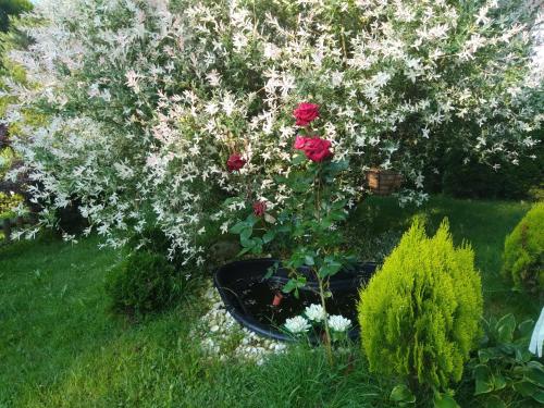 un jardín de flores con rosas rojas en una olla negra en Вила Свети Георги, en Razlog