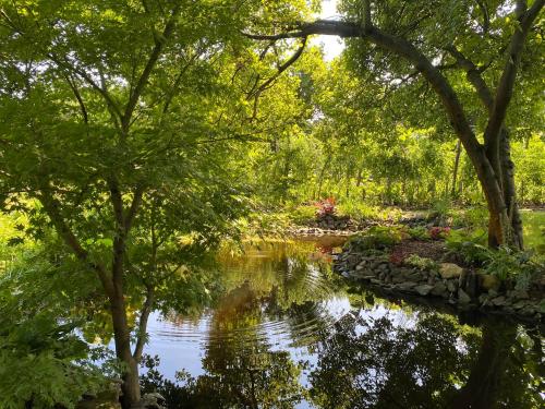 a pond in a garden with trees and water at Tündérrózsa vendégház in Tahitótfalu