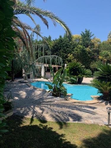 une piscine dans un jardin avec un palmier dans l'établissement Cannes Villa piscine proche centre ville, à Cannes