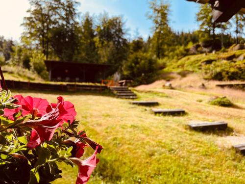a row of benches in a field with a red flower at Chata U Skota in Janov nad Nisou