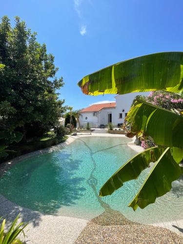 une piscine avec un grand bananier à côté dans l'établissement Au lagon de thau, à Frontignan